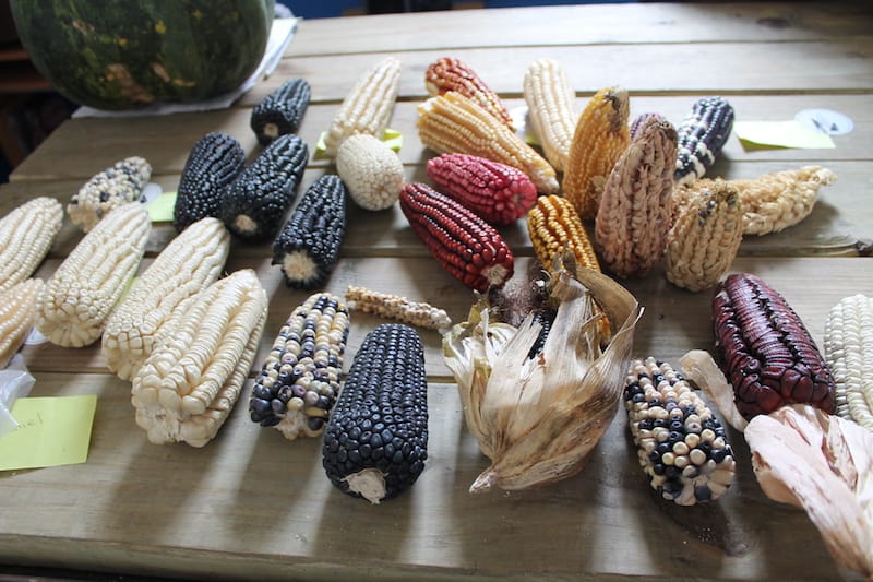 An array of dried corn cobs, known as mazorcas, line the table at Maizajo, representing the diversity of native corns across the country, photo by Martha Pskowski