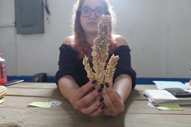 Chelsea González holds up a teocintle, a wild variety of corn that was domesticated over thousands of years to make the corn breeds we know today, photo by Martha Pskowski