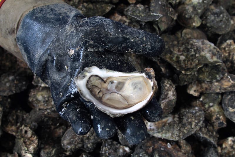 A fresh oyster at Mercado La Nueva Viga, photo by Alejandro Montes