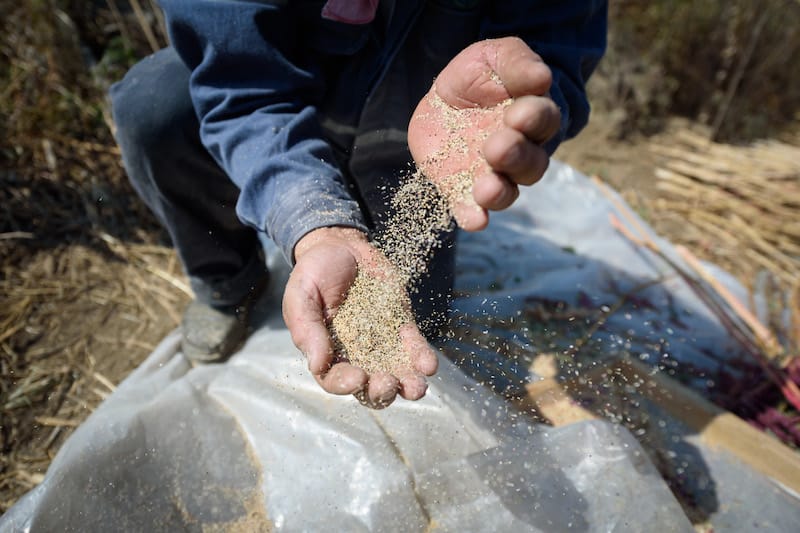 A mixture of white and black amaranth seeds, photo by PJ Rountree