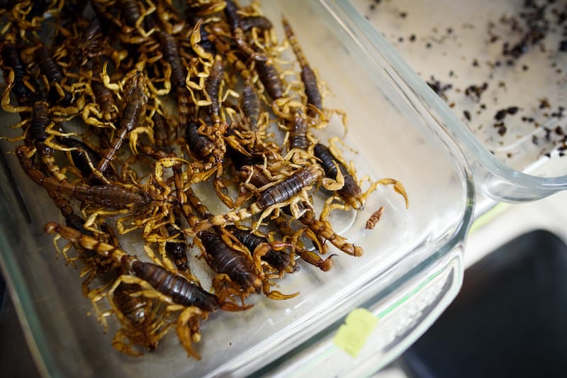 Alacranes, or scorpions, at Productos Prehispánicos Álvarez in Mercado San Juan Pugibet, photo by PJ Rountree