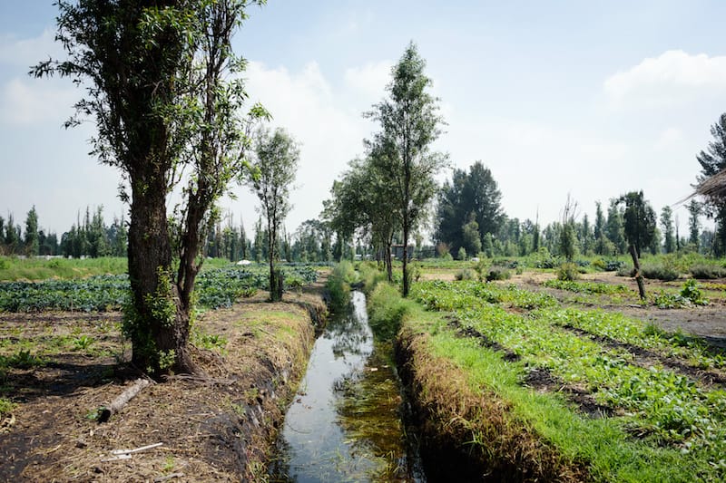 Chinampas in Xochimilco, photo by PJ Rountree