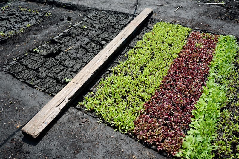Crops at a chinampa in Xochimilco, photo by PJ Rountree