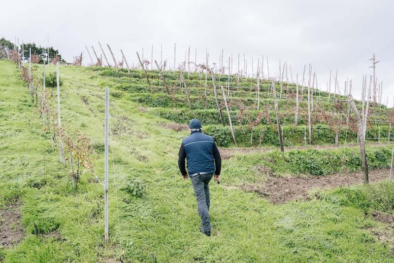 Ascending the hills of the vineyard at La Sibilla, photo by Gianni Cipriano and Sara Smarrazzo