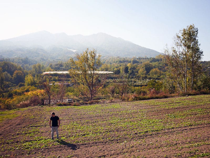 Antonio Perillo grows piennolo tomatoes in Somma Vesuviana, a small town at the base of Mt. Vesuvius, photo by Peter Mayr