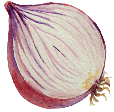 A watercolor of an onion, image courtesy of Amedeo Colella