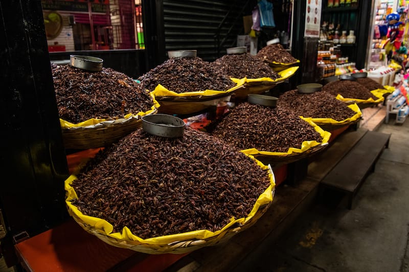 Chapulines in Oaxaca come in various sizes, photo by Jalil Olmedo chapulines oaxaca