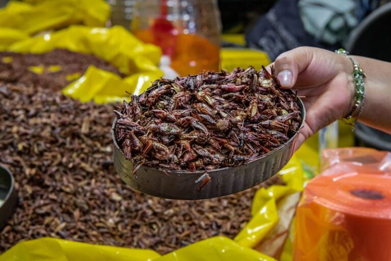 Chapulines, a Bug’s Culinary Life in Oaxaca - Culinary Backstreets ...