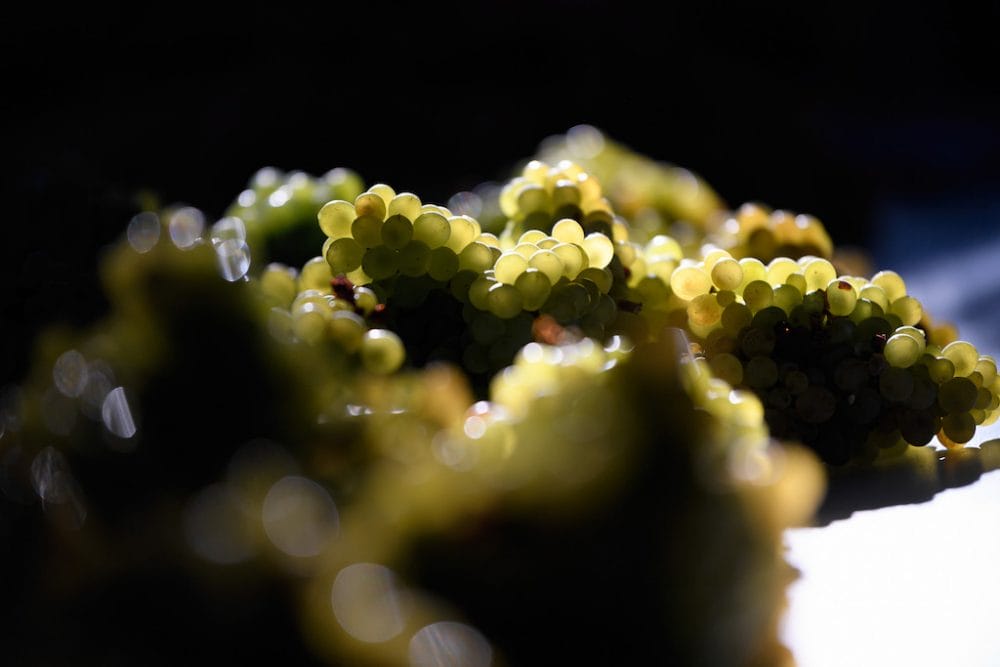 The grape harvest at Quinta de Covela, photo by Ana Paula Carvalho grapes wine douro verde portugal