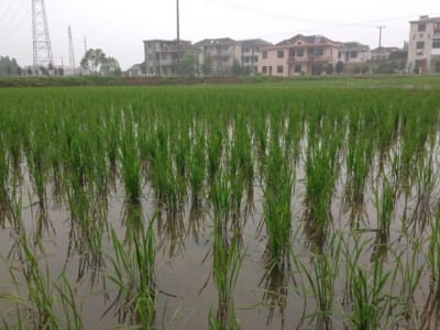 Rice paddy on Chongming Island, photo by UnTour Shanghai
