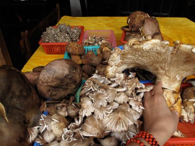 Mushrooms for sale in Yunnan, photo by Lillian Chou