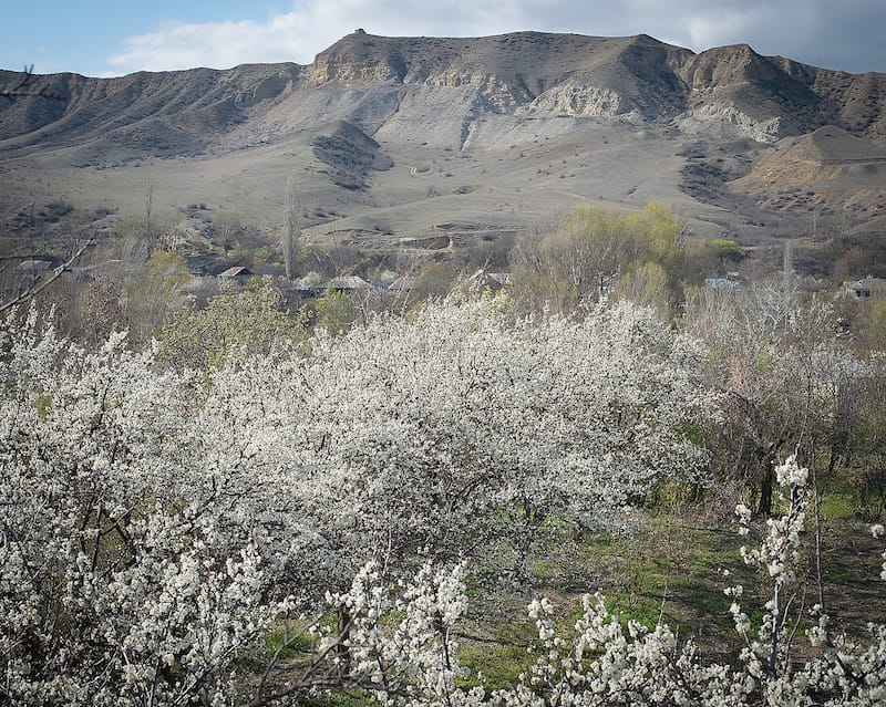 Plum blossoms in full bloom in Garikula, photo by Justyna Mielnikiewicz