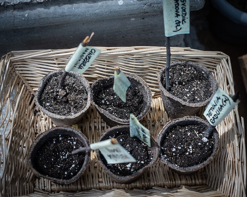 Starting spring seeds, photo by Justyna Mielnikiewicz