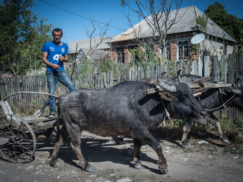 Man with oxen in Garikula, photo by Justyna Mielnikiewicz