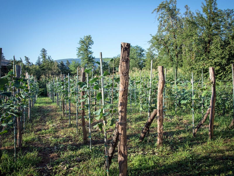Ojaleshi vineyard in the back yard of Nino and Zaza's oda (house) where hazelnut trees used to be, photo by Paul Rimple wine samegrelo martvili vineyard