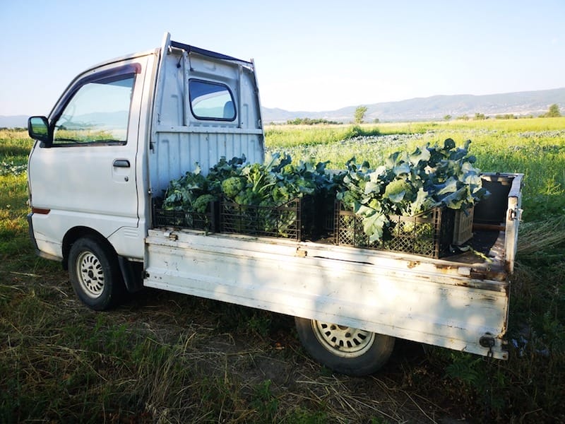 Broccoli grown on an organic farm in rural Georgia, photo courtesy of Soplidan