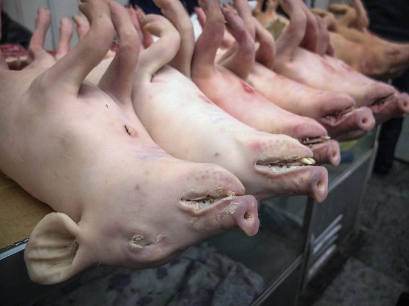 Suckling pigs, photo by Paul Rimple
