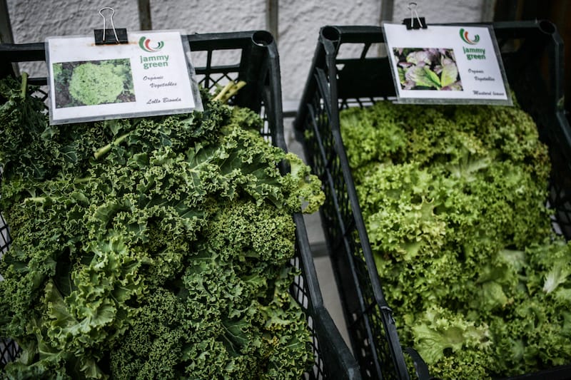 Lettuce and greens at Sunflower Health Food Store, photo by Paul Rimple
