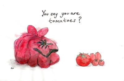Georgian tomatoes vs. conventional, illustration by Andrew North