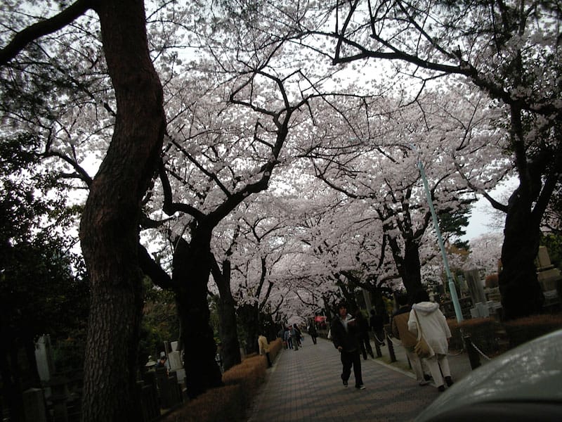Sakura in bloom in Aoyama Cemetery, photo by Fran Kuzui