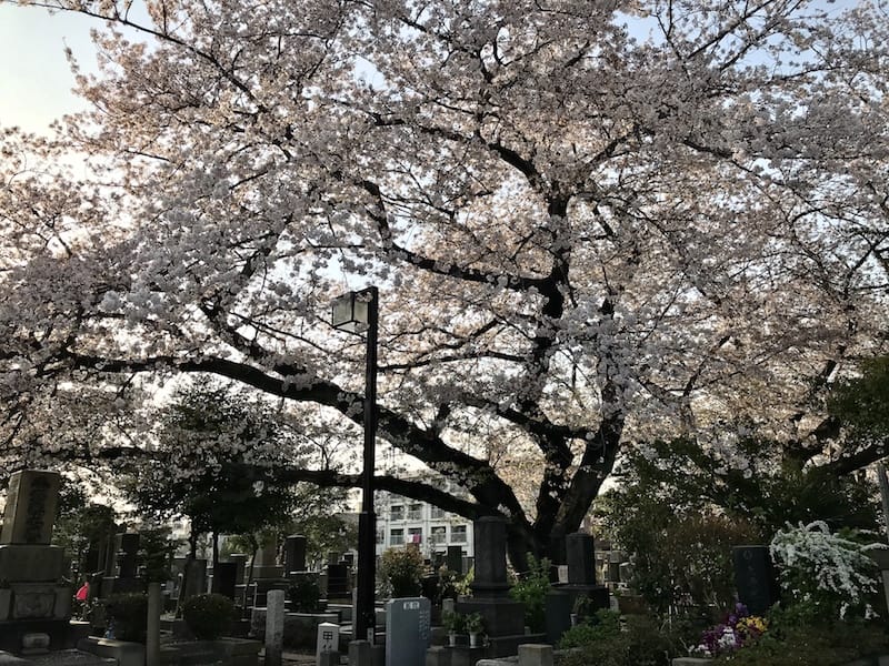 Cherry tree in Yanaka Cemetery, photo by Florentyna Leow