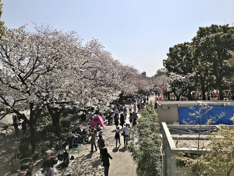 Cherry trees in a park, photo by Florentyna Leow