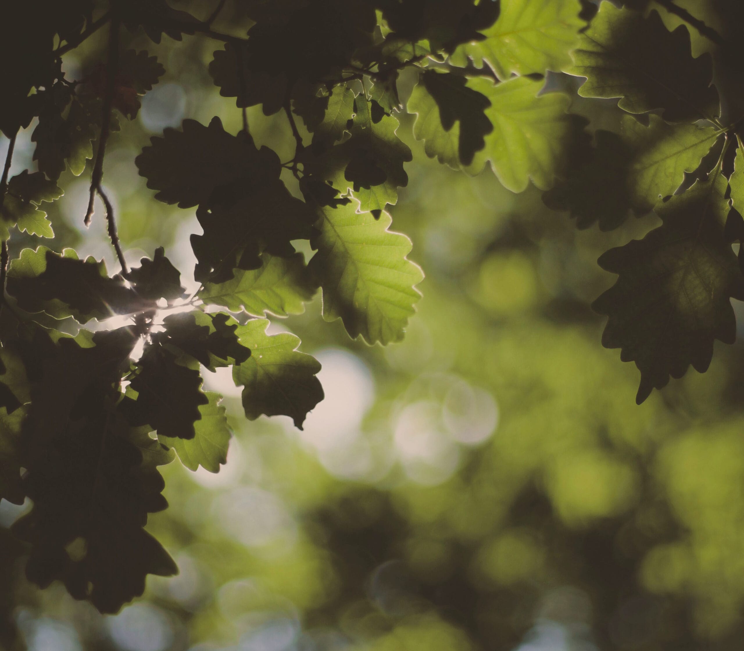 Picnic under ancient oak trees