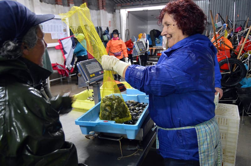 The shellfish goes from sands they were harvested in to a checkpoint for measuring and weighing and are then are sent to the fish market. Photos by Paula Mourenza.